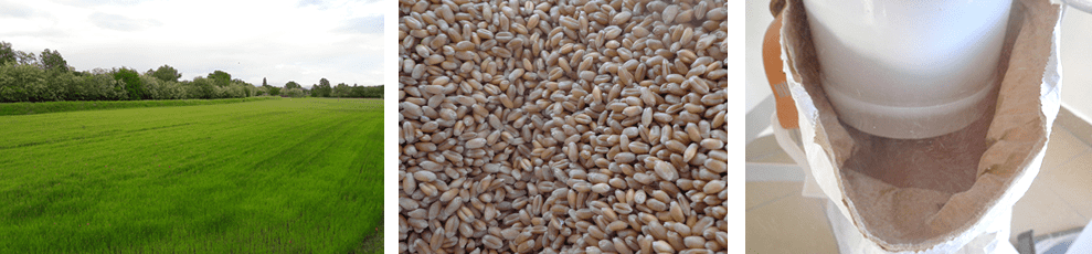 Filiera produzione farina biologica dalla raccolta alla macinatura a pietra