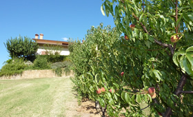 Frutta biologica coltivata all'interno della tenuta