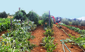 Orto biologico, coltivato e curato senza pesticidi o concimi chimici
