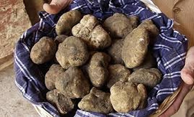 Tartufi - a typical product of the Tuscan cuisine
