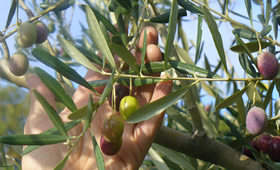 Olive prodotte dall'agriturismo Val Della Pieve